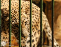 /album/zhivotni-animals/zatvornikt-the-prisoner-jpg/